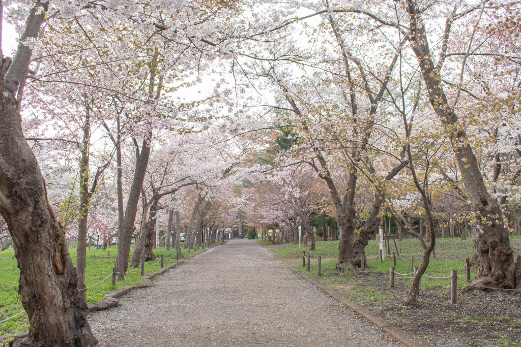 スタッフの日常 北海道神宮の桜並木 札幌で新築注文住宅の工務店 和モダンの得意な建築会社は寿建設