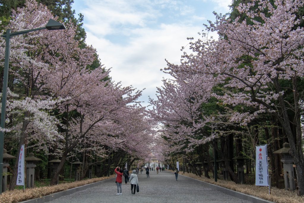 スタッフの日常 北海道神宮の桜並木 札幌で新築注文住宅の工務店 和モダンの得意な建築会社は寿建設