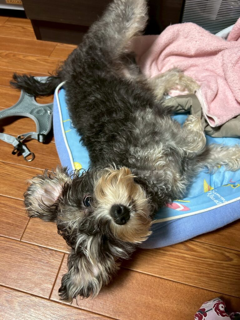 line_oa_chat_251103_171349 - 札幌の注文住宅なら寿建設|屋上庭園とガレージが得意な工務店