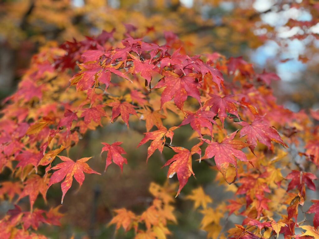 line_oa_chat_251202_172731 - 札幌の注文住宅なら寿建設|屋上庭園とガレージが得意な工務店