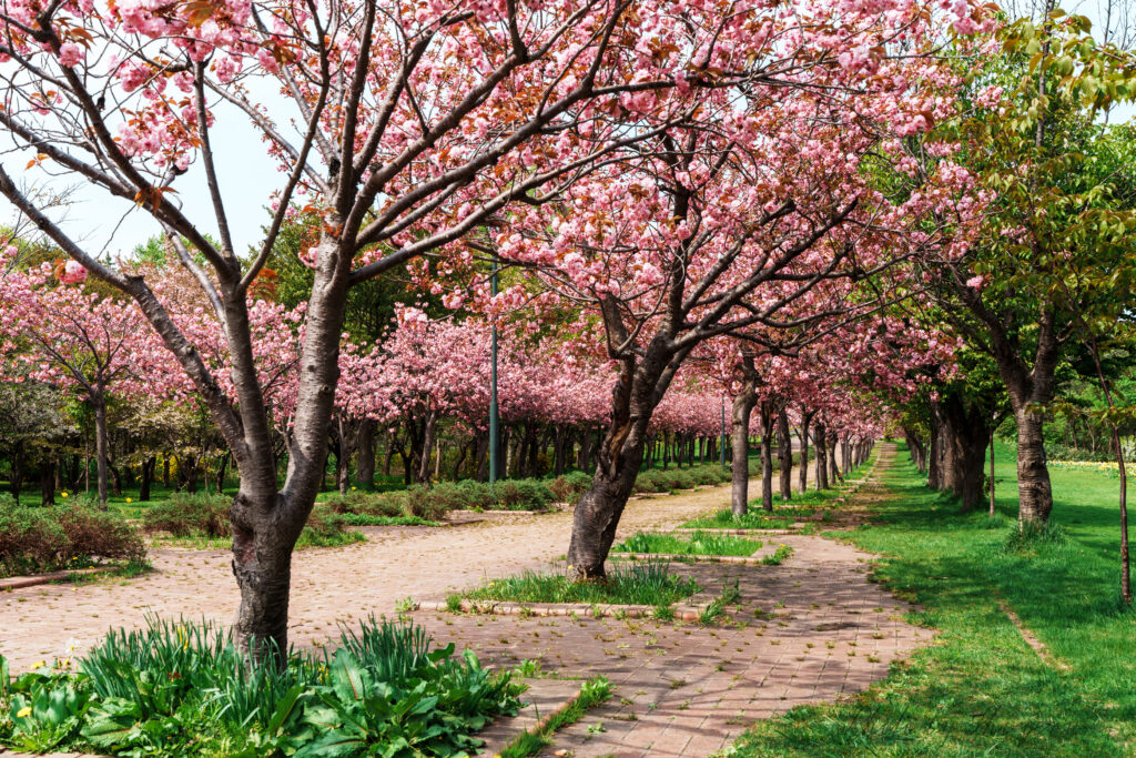 Row of pink cherry blossom trees in full bloom along a brick path in a park.