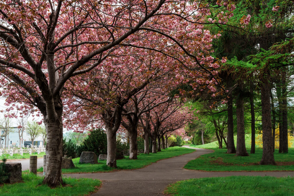Row of pink cherry blossom trees lining a paved path through a green park.