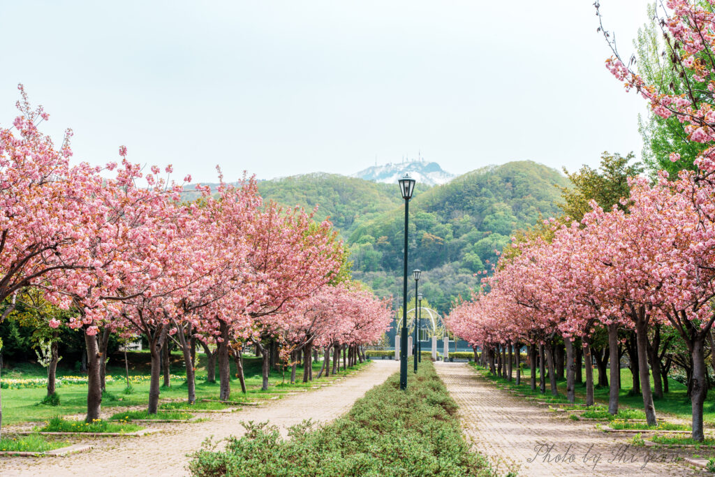 Path through a cherry blossom avenue with pink trees and lamp posts, hills in the background.