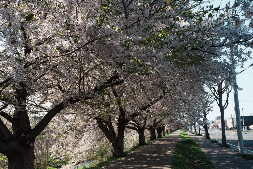 Row of cherry trees in full bloom along a sidewalk, with pink blossoms and green grass beside a street and utility poles in the background.