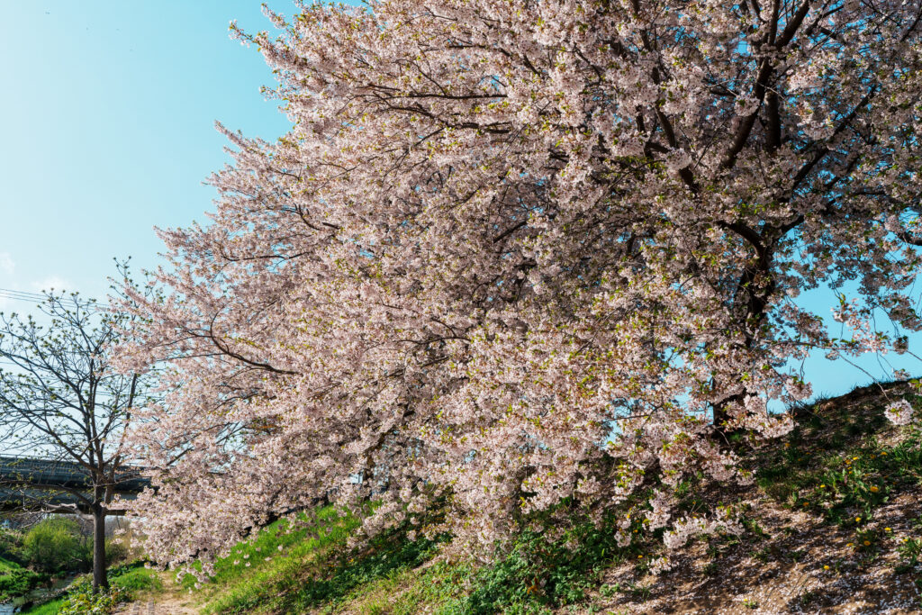 Cherry blossom trees in full bloom along a dirt path with green grass and a clear blue sky. (informative)