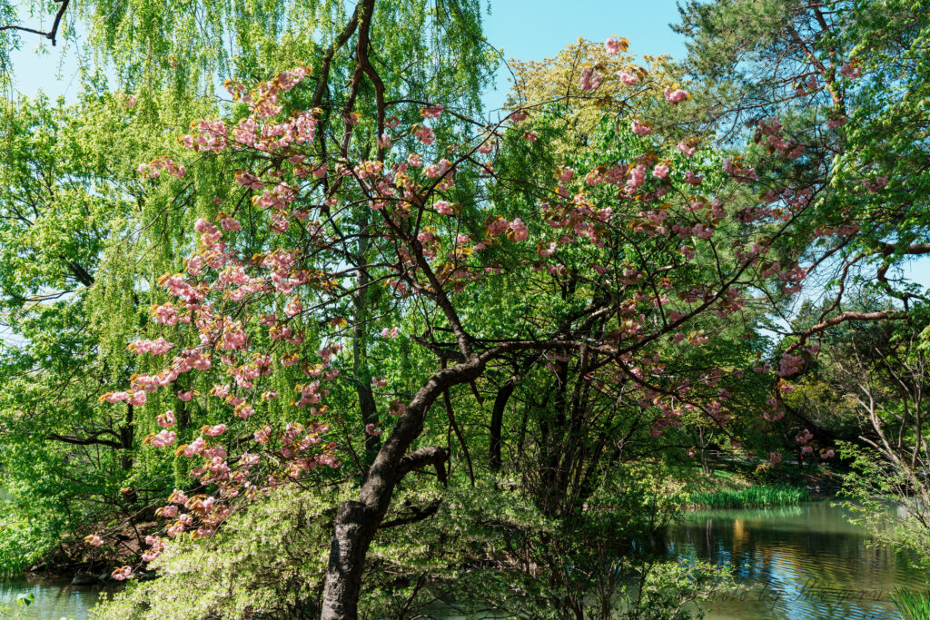 Tree with pink blossoms arching over a calm pond, surrounded by green foliage and a bright blue sky in springtime.