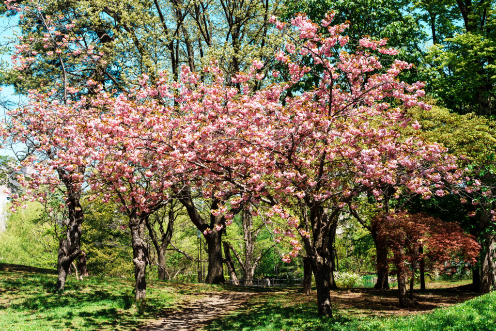 Cherry blossom trees in full bloom lining a dirt path in a sunny park, with green grass and a blue sky above.