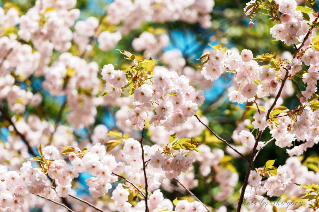 Pink cherry blossoms on tree branches in sunlight with a blurred background