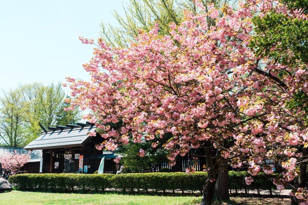 Pink cherry blossoms on a tree in full bloom beside a traditional Japanese wooden building with a tiled roof. (Informative)