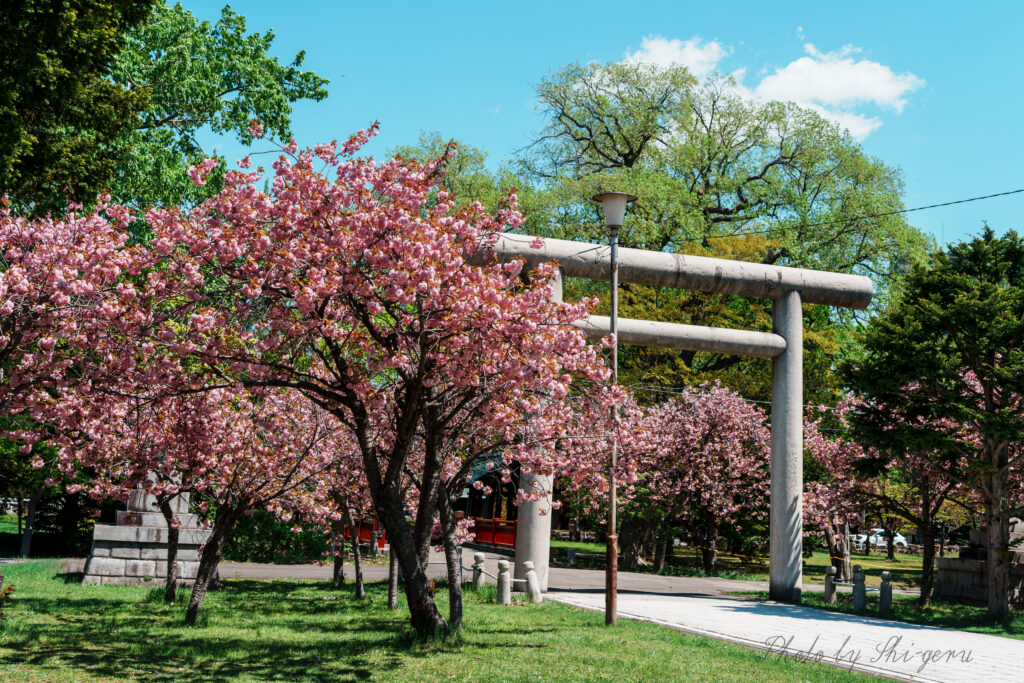 Cherry blossom trees in full bloom beside a stone torii gate in a sunny park with a bright blue sky.