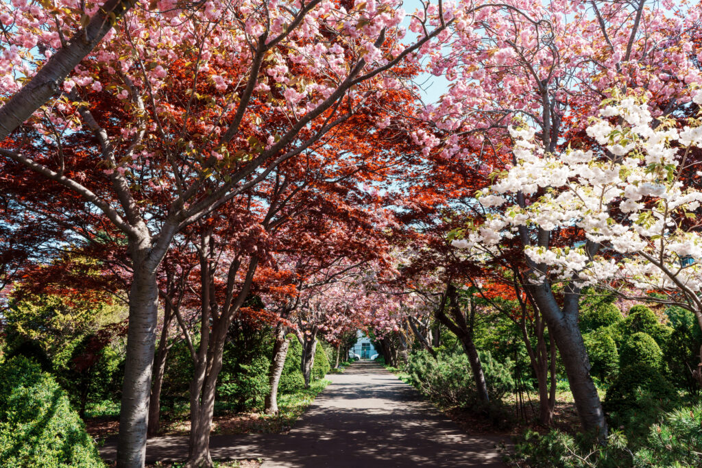 Pathway through a park lined with cherry trees in pink and white blossoms, sunlight filtering through branches, creating a dappled effect on the path.