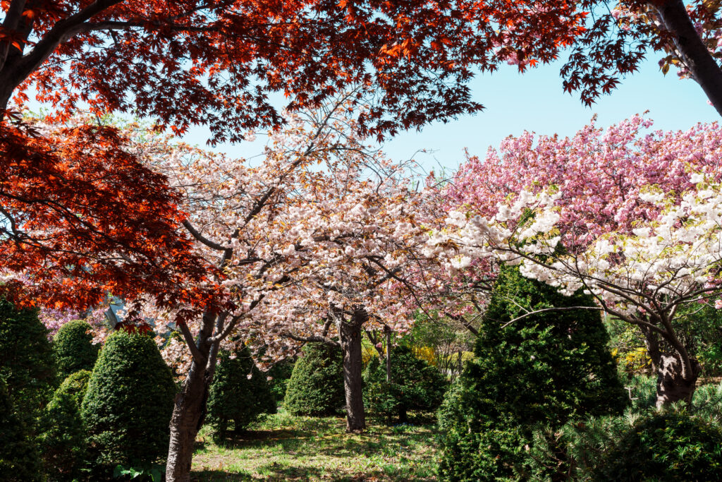 Cherry blossom trees with red and pink blooms overhead in a sunny garden scene.