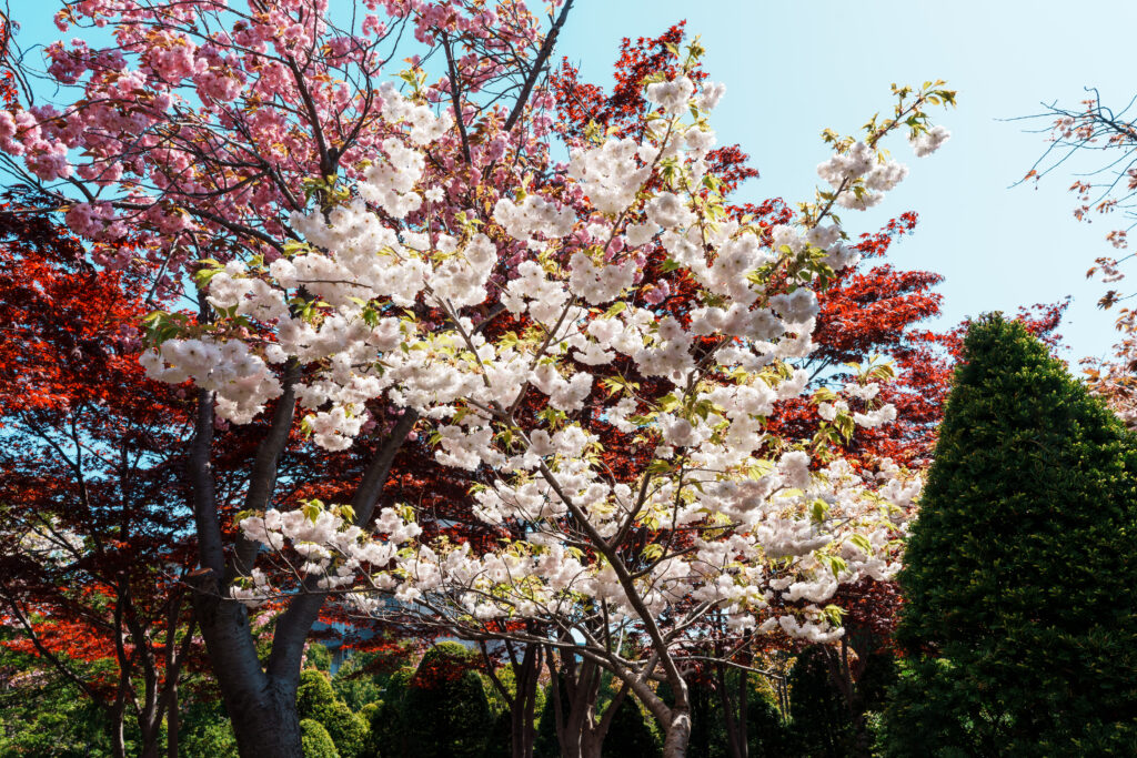 Cherry trees in full bloom with pink and white blossoms against a clear blue sky.