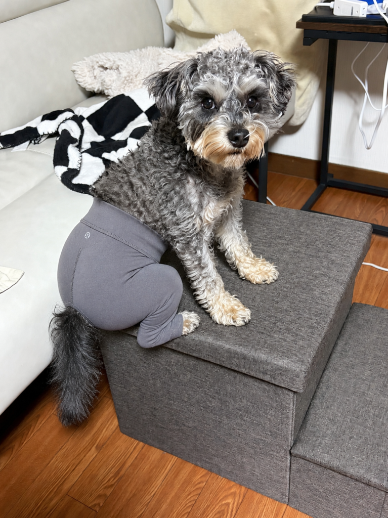 Small fluffy dog with gray and black fur wearing gray leggings sits on a dark gray ottoman in a living room, looking at the camera.