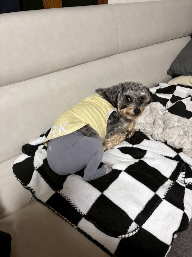 Small dog in a yellow shirt and gray leggings on a black-and-white blanket, lying on a beige couch and looking at the camera.