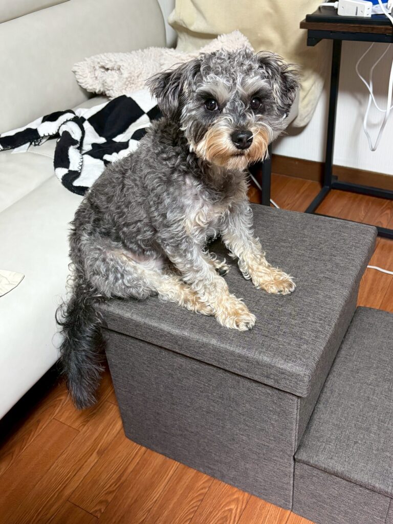 Small gray and tan fluffy dog sitting on a dark gray ottoman indoors, with a black-and-white blanket nearby.